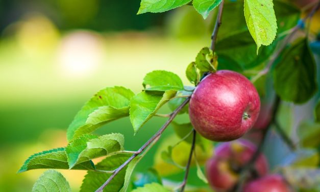 Lav mad med æbler fra dit æbletræ