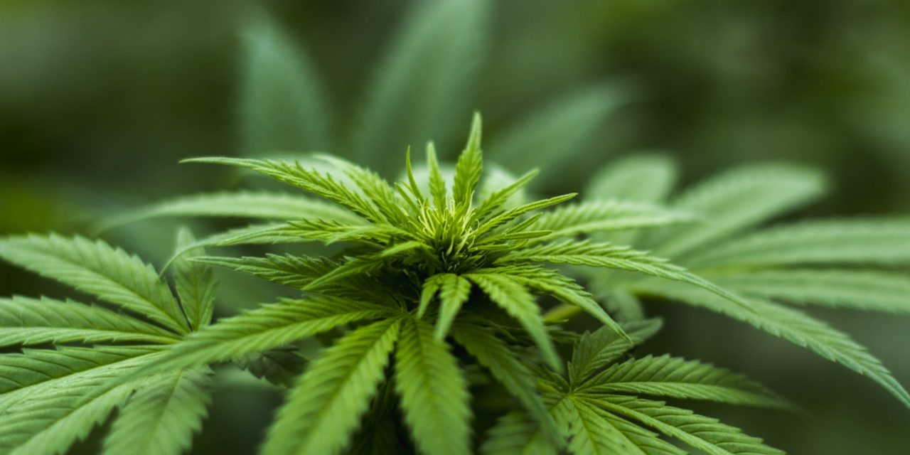 Hvad er cannabisolie? Alt, du behøver at vide
