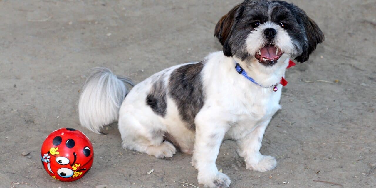 Shih Tzu: Den ideelle hund for en mand